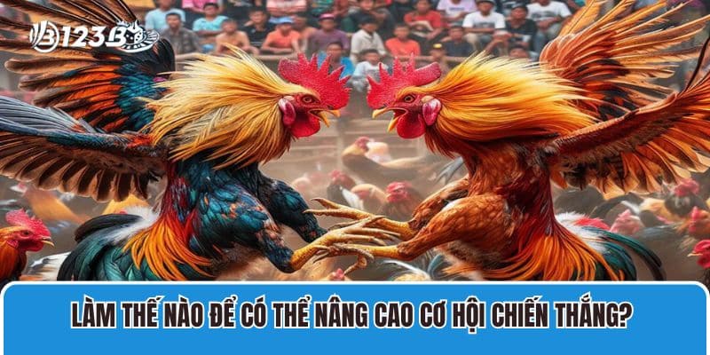 Làm thế nào để có thể nâng cao cơ hội chiến thắng khi cá cược gà tre?